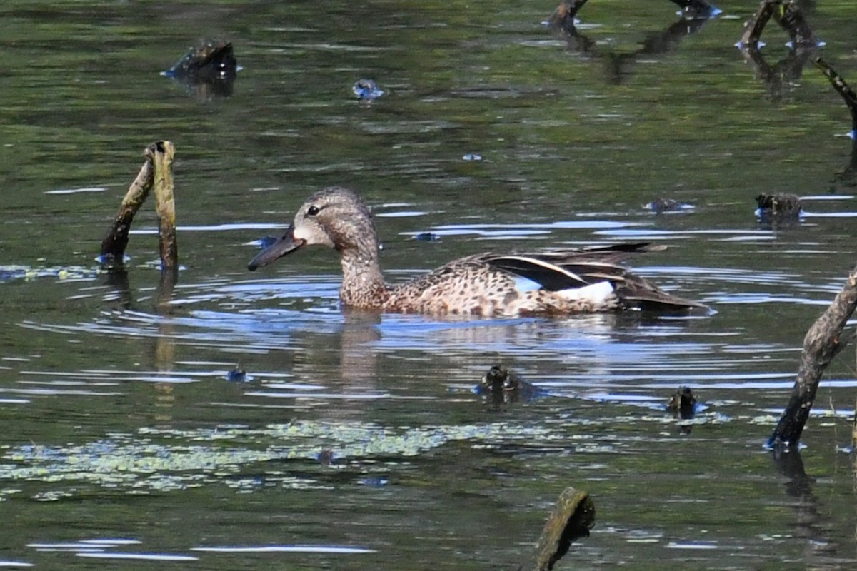 Blue-winged Teal - ML620647825