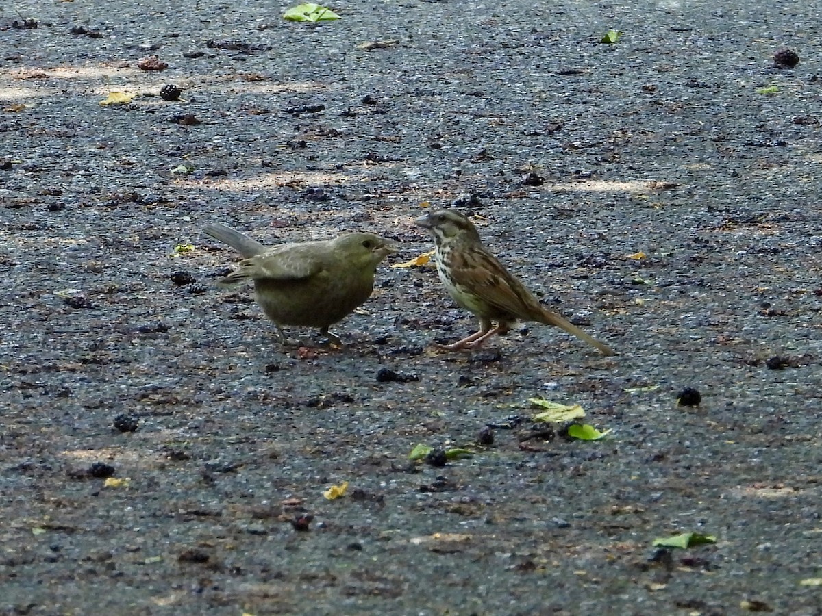 Song Sparrow - ML620647834