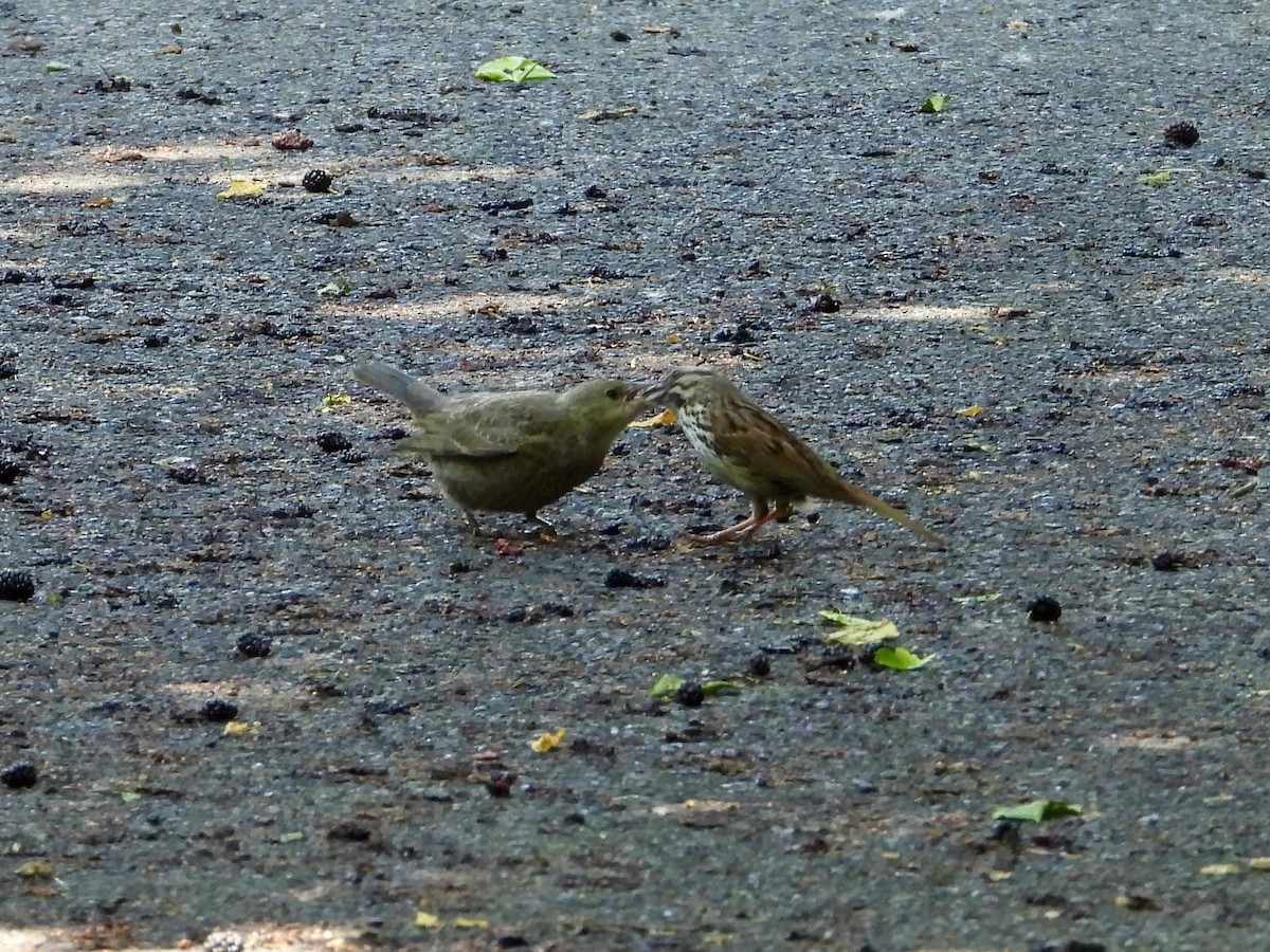 Song Sparrow - ML620647835