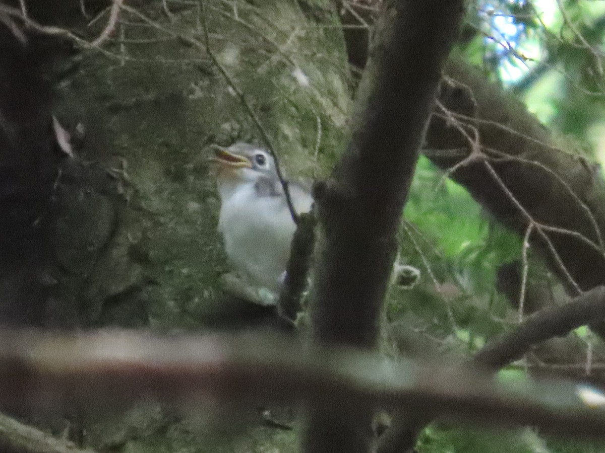 Blue-headed Vireo - ML620647838