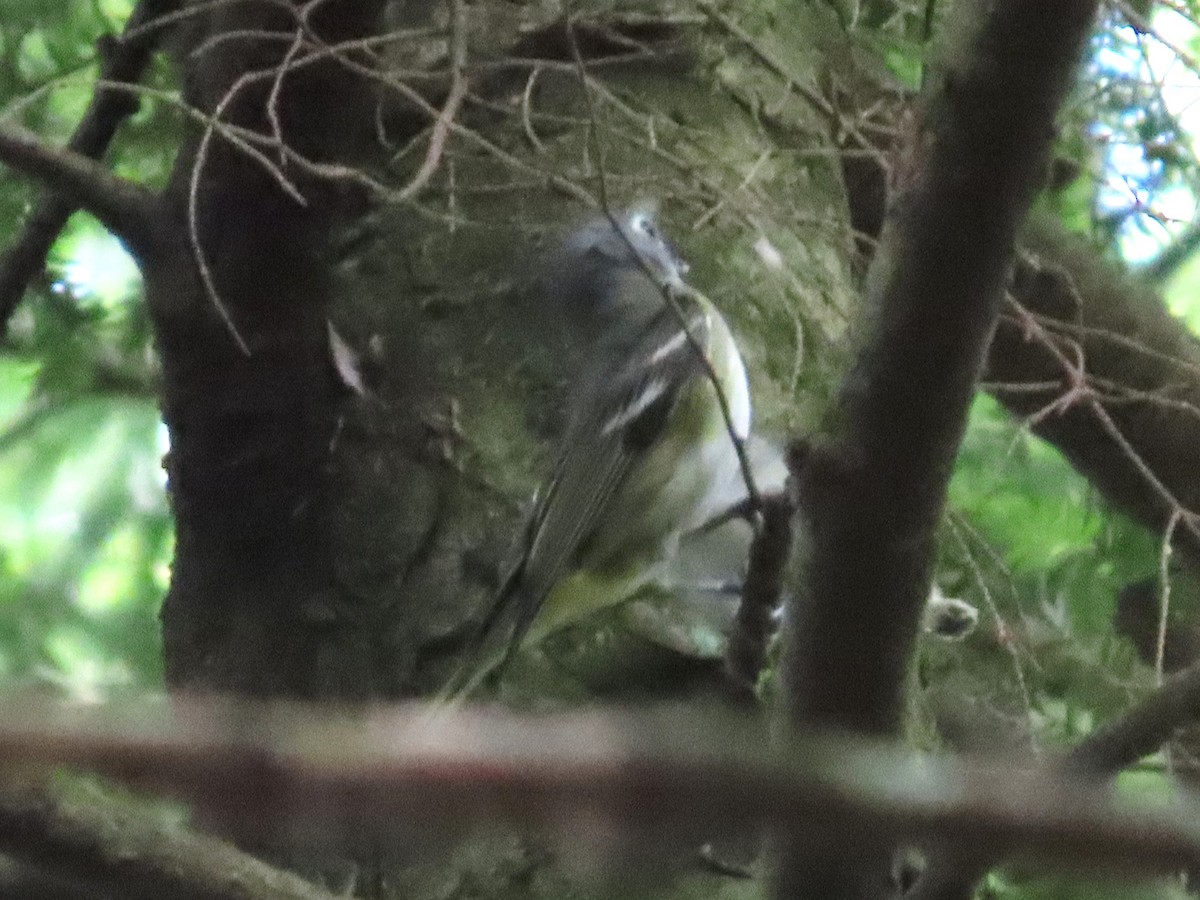 Blue-headed Vireo - ML620647840