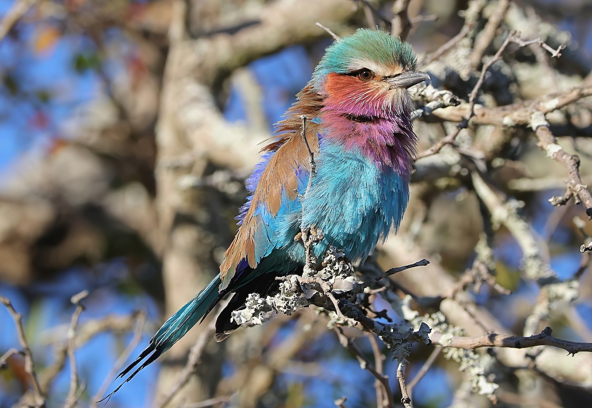 Lilac-breasted Roller - ML620647842