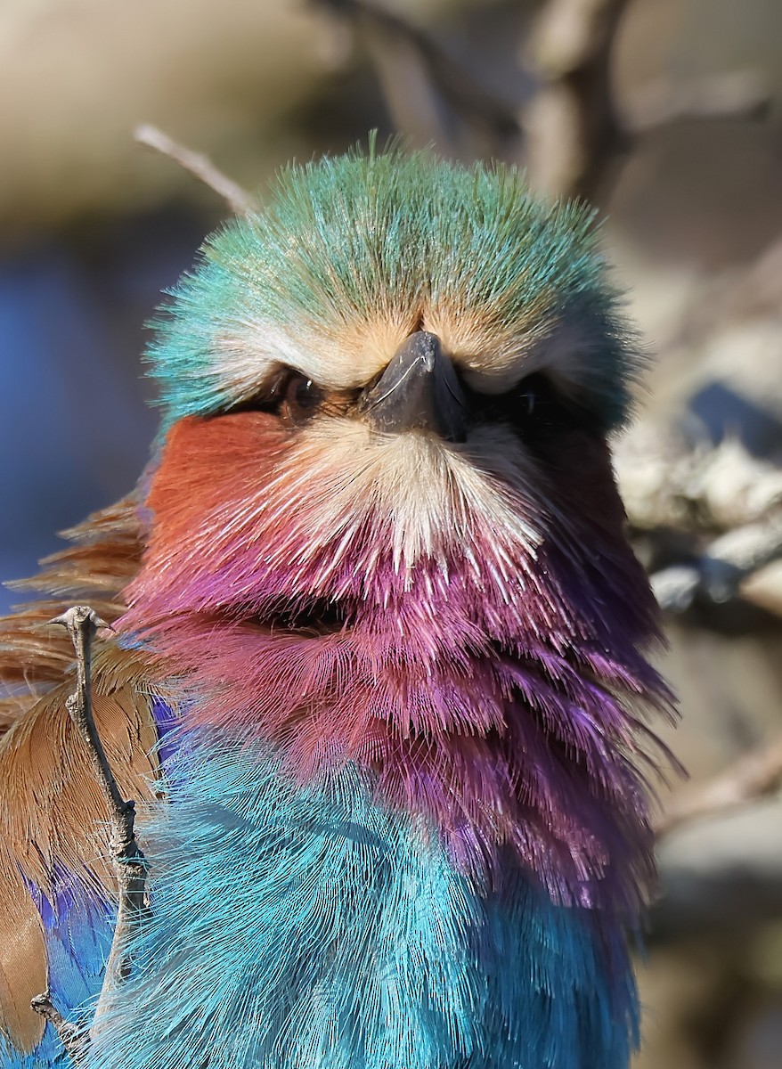 Lilac-breasted Roller - ML620647843