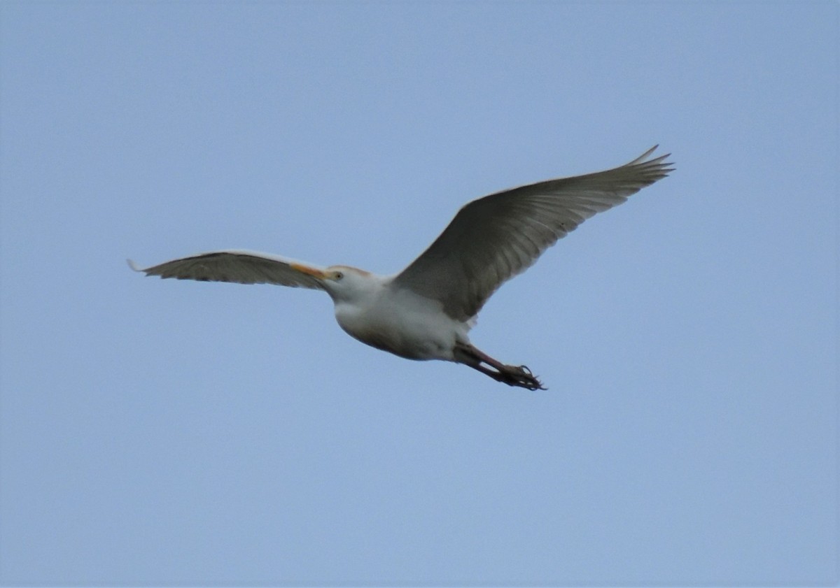 Western Cattle Egret - ML620647851