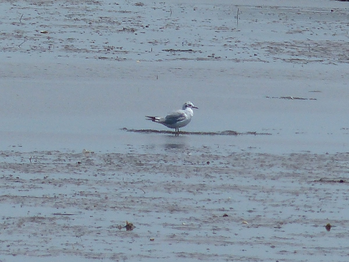 Bonaparte's Gull - ML620647855