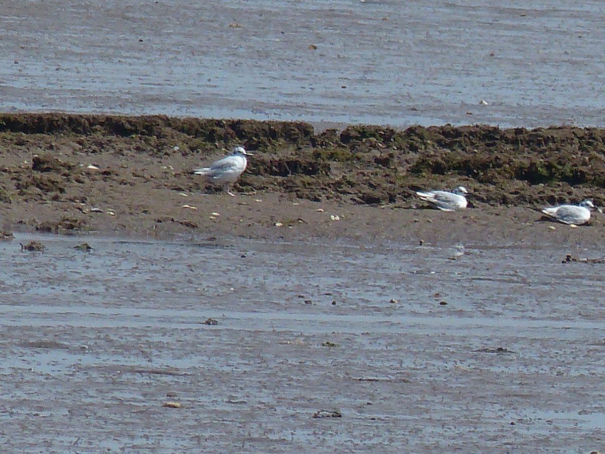 Bonaparte's Gull - ML620647856