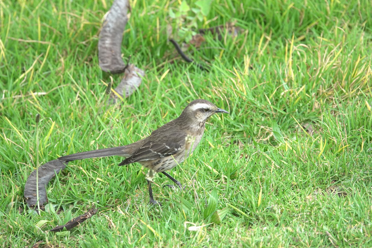 Chilean Mockingbird - ML620647857