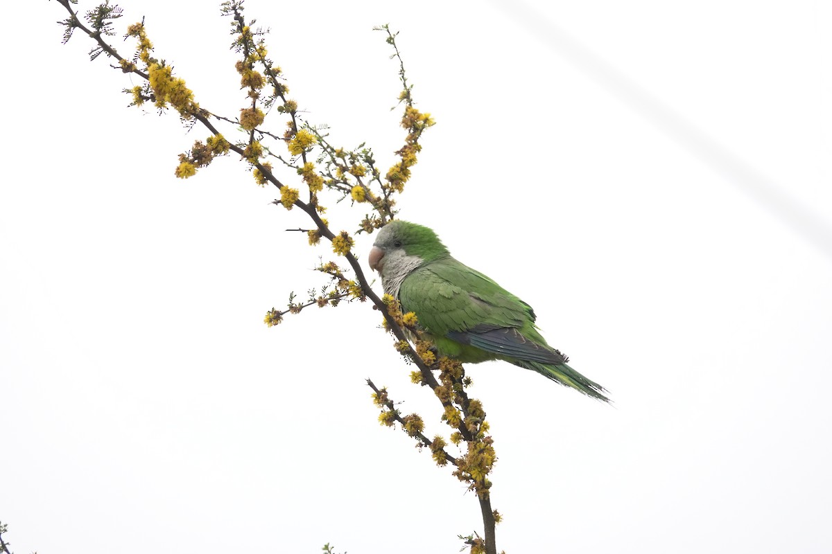 Monk Parakeet - ML620647858