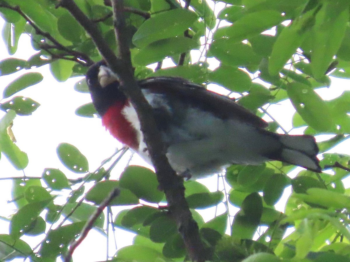 Rose-breasted Grosbeak - ML620647859