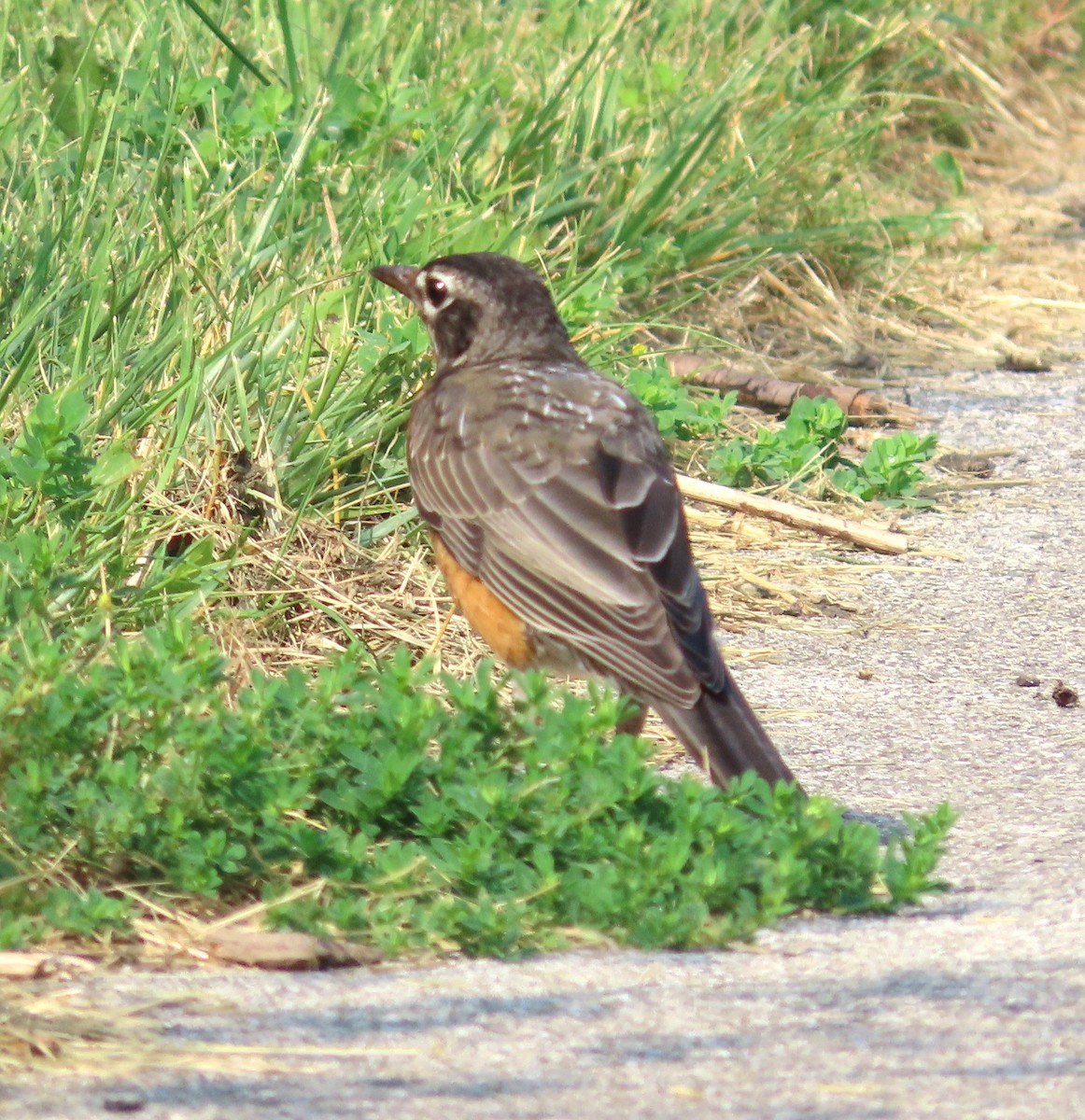 American Robin - Susan Cooper