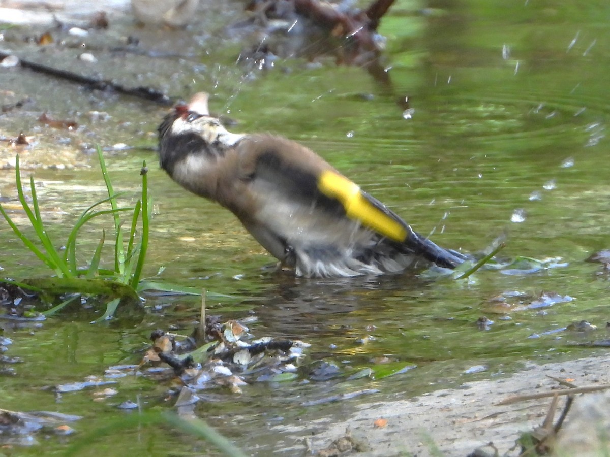 Chardonneret élégant - ML620647864