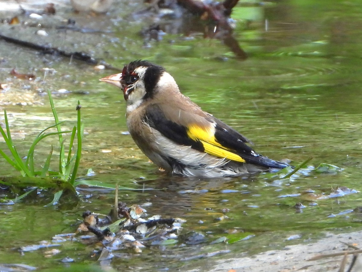 Chardonneret élégant - ML620647865