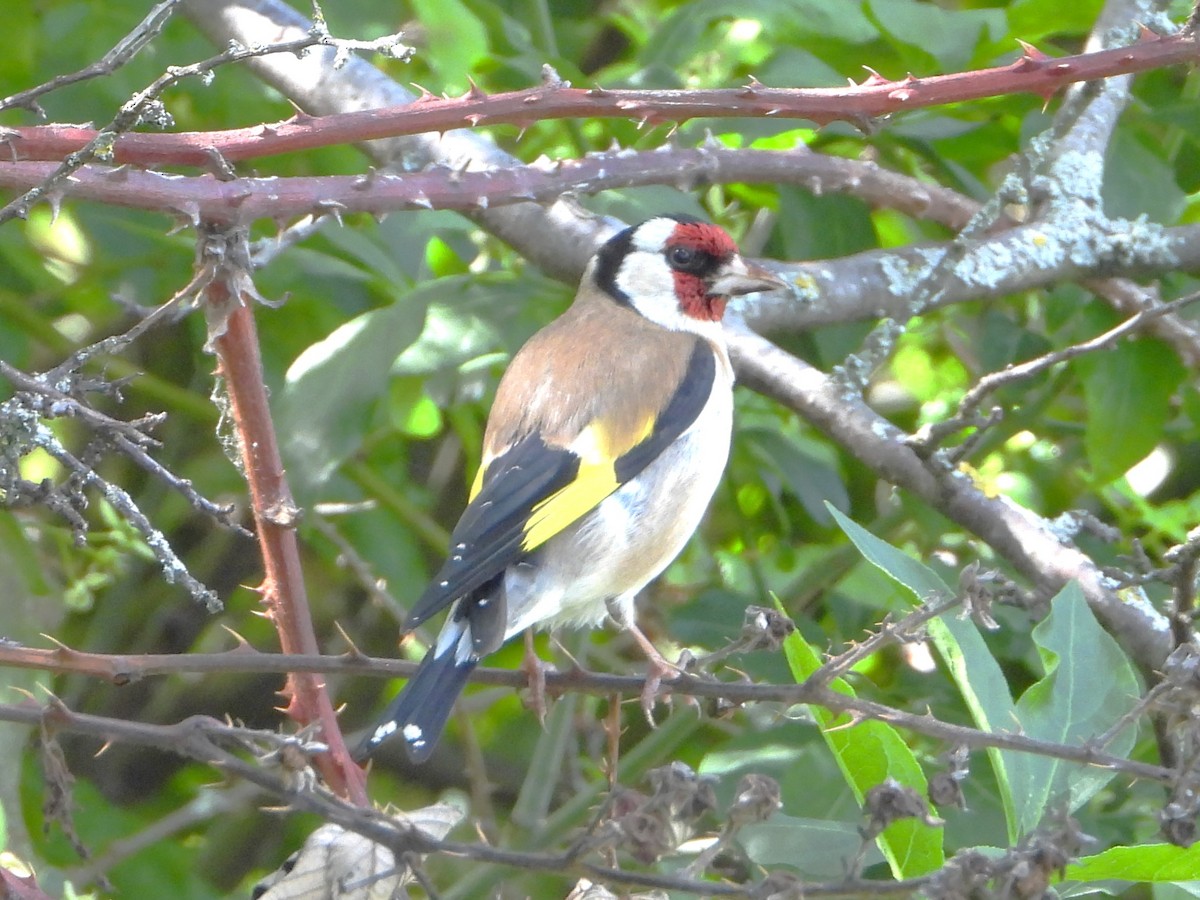 European Goldfinch - ML620647866