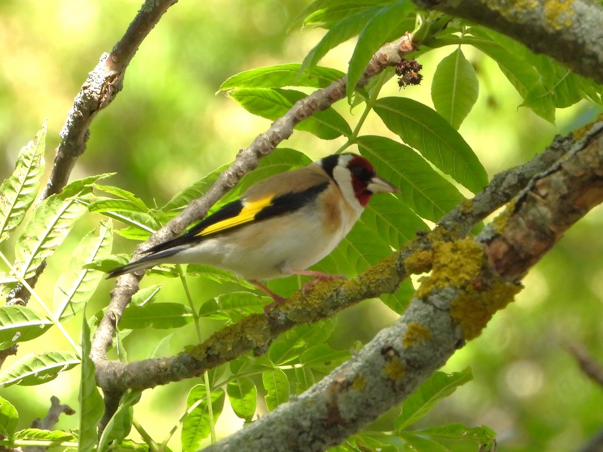 Chardonneret élégant - ML620647867