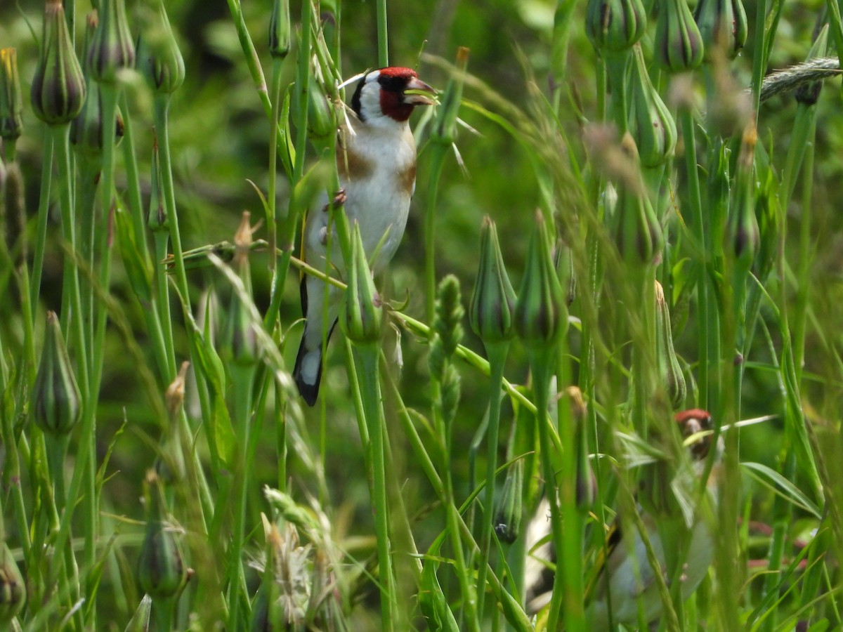 European Goldfinch - ML620647869