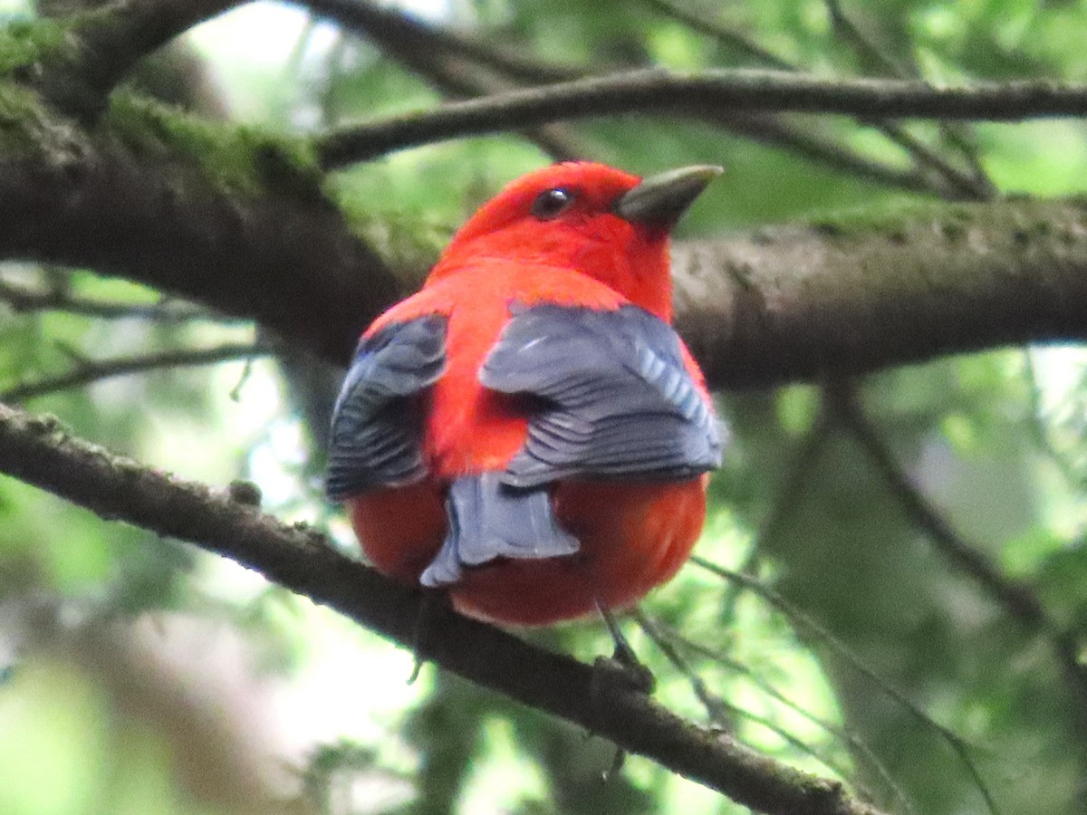 Scarlet Tanager - ML620647870