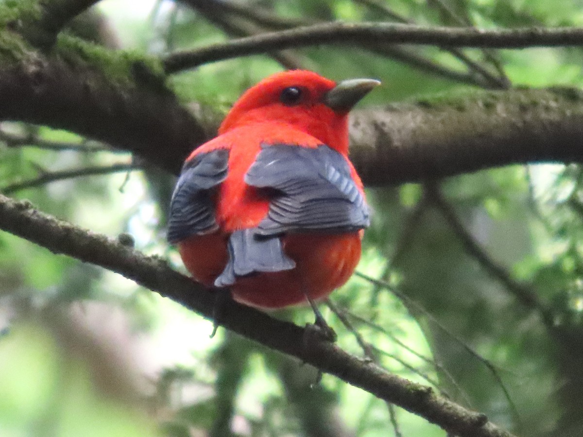 Scarlet Tanager - ML620647871