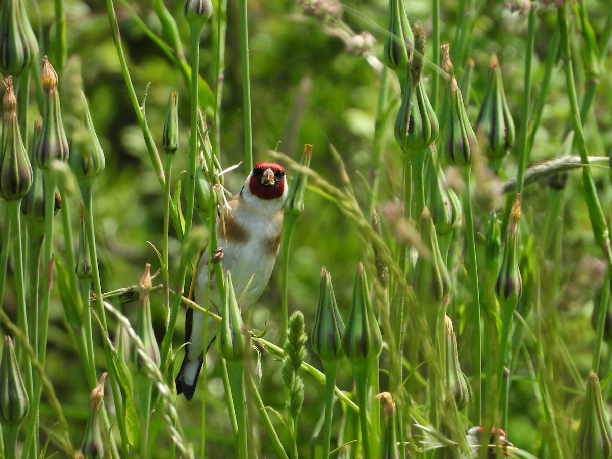 Chardonneret élégant - ML620647872