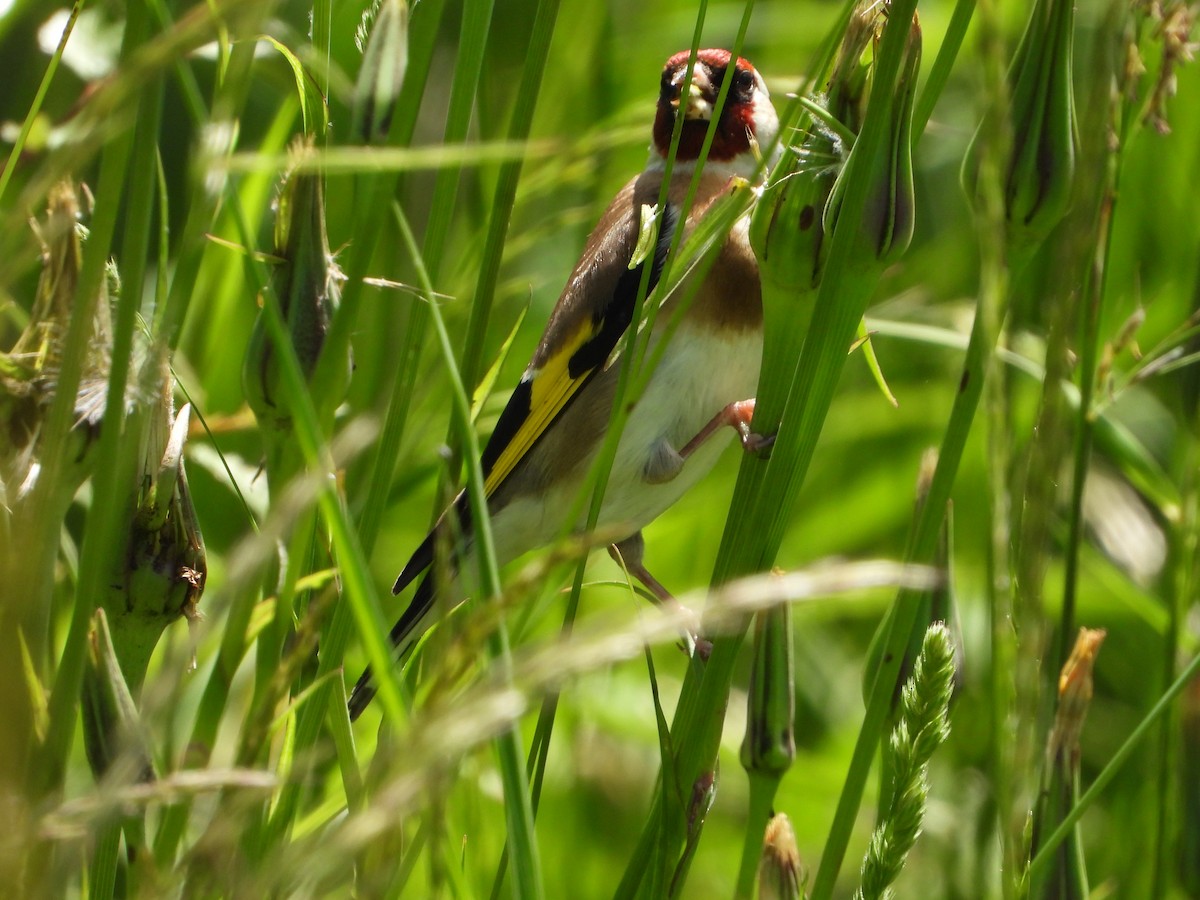 European Goldfinch - ML620647873