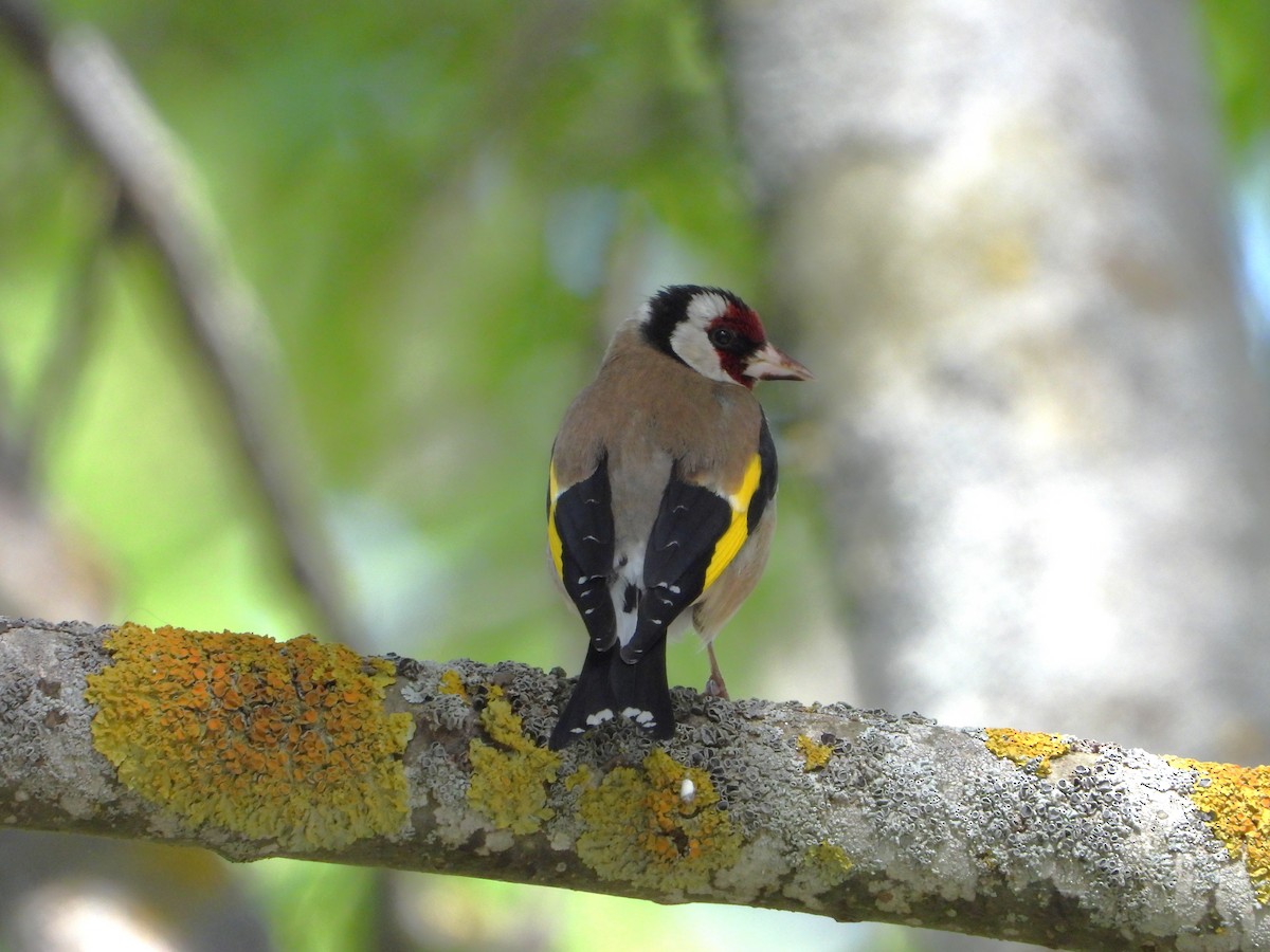 Chardonneret élégant - ML620647874