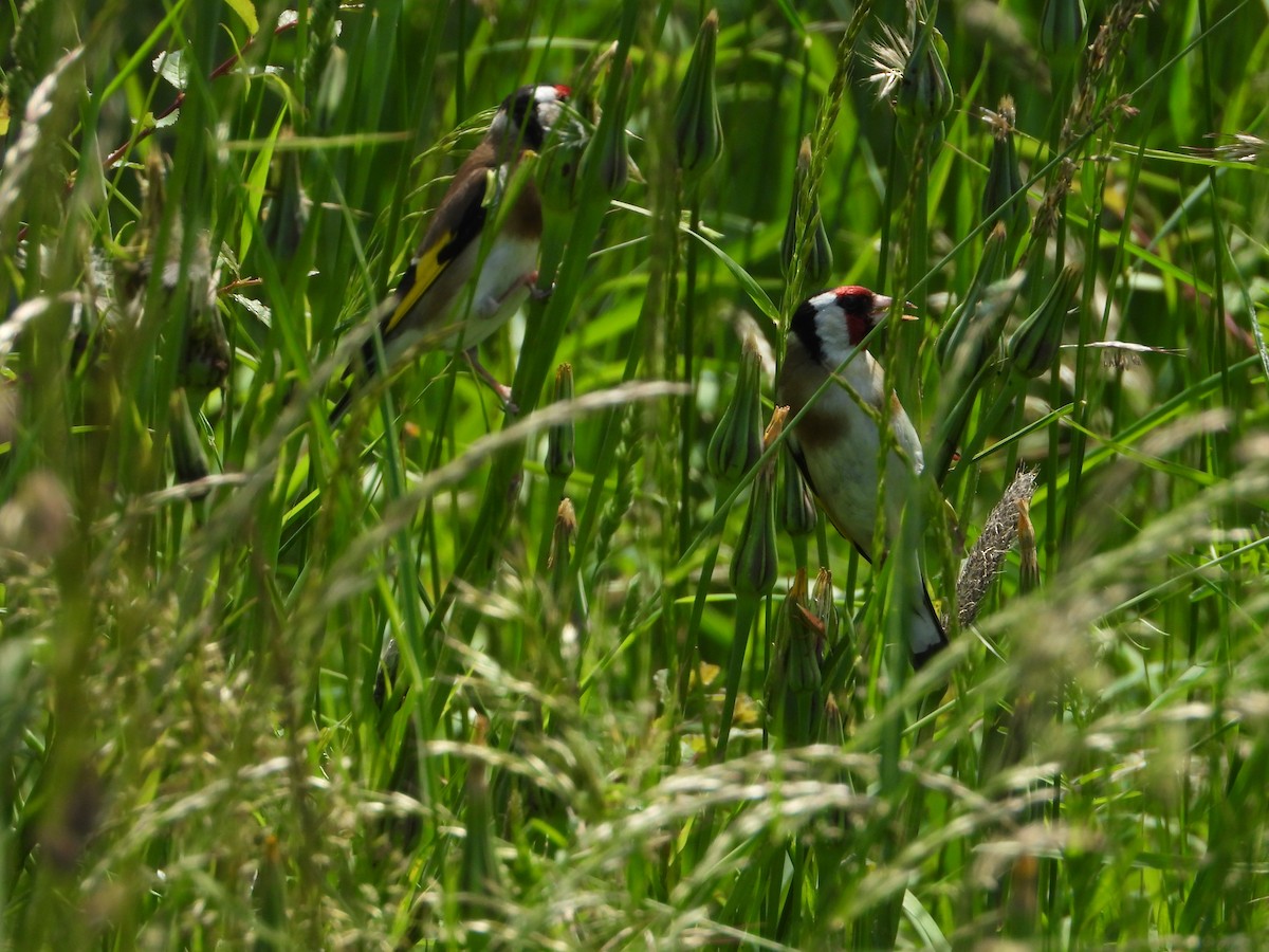 European Goldfinch - ML620647875