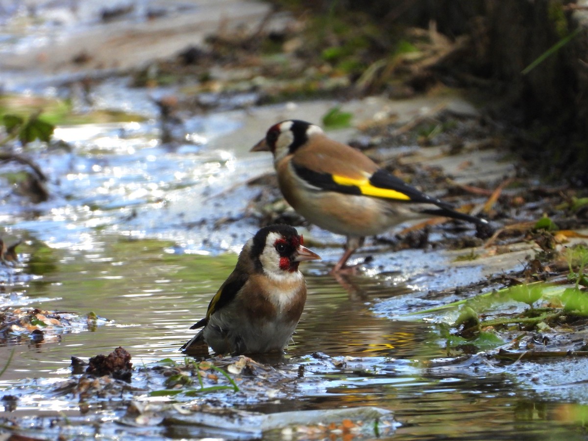 European Goldfinch - ML620647876