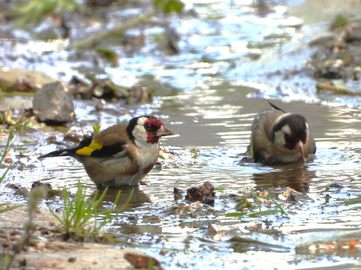 European Goldfinch - ML620647877