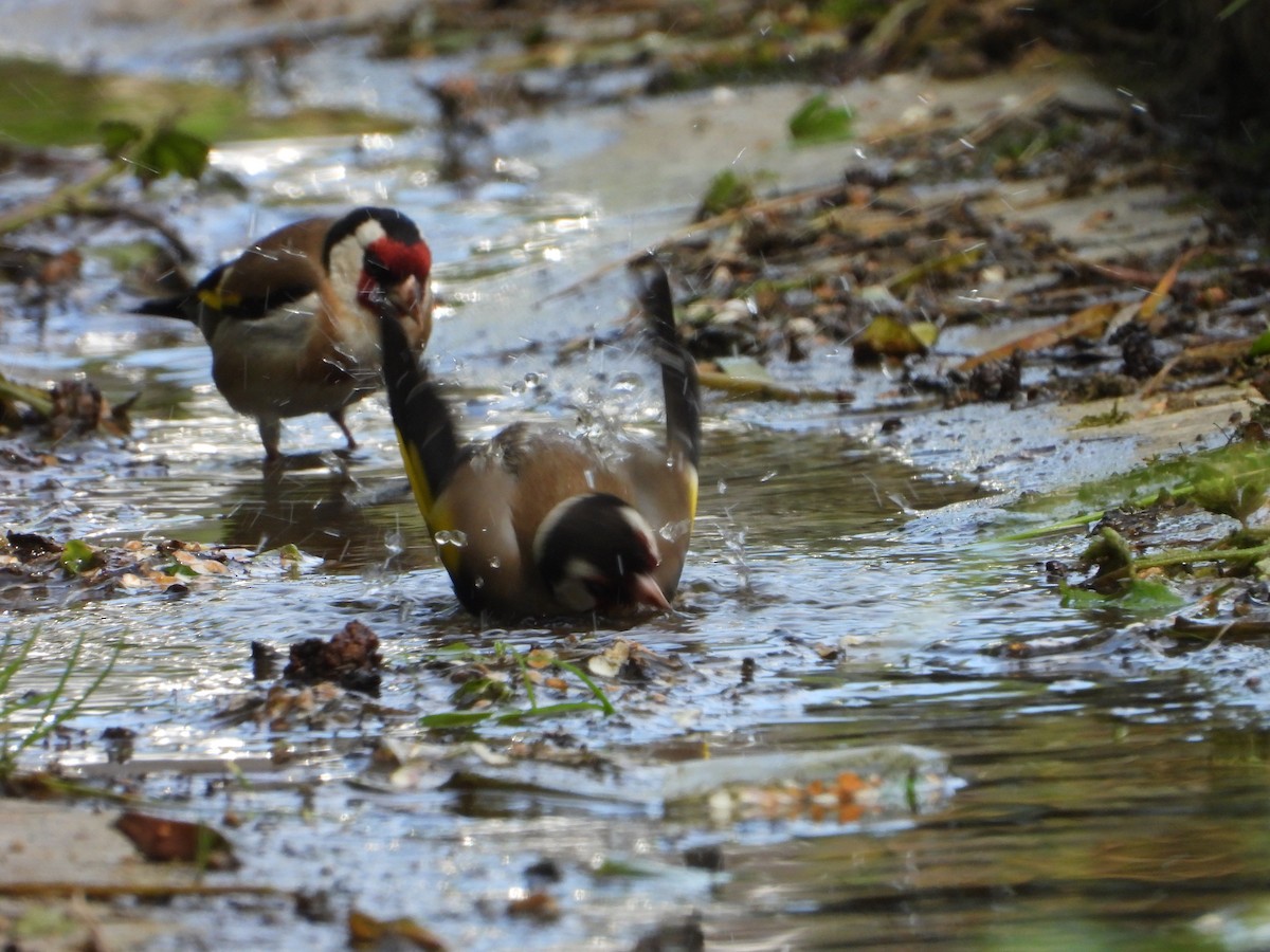 European Goldfinch - ML620647878