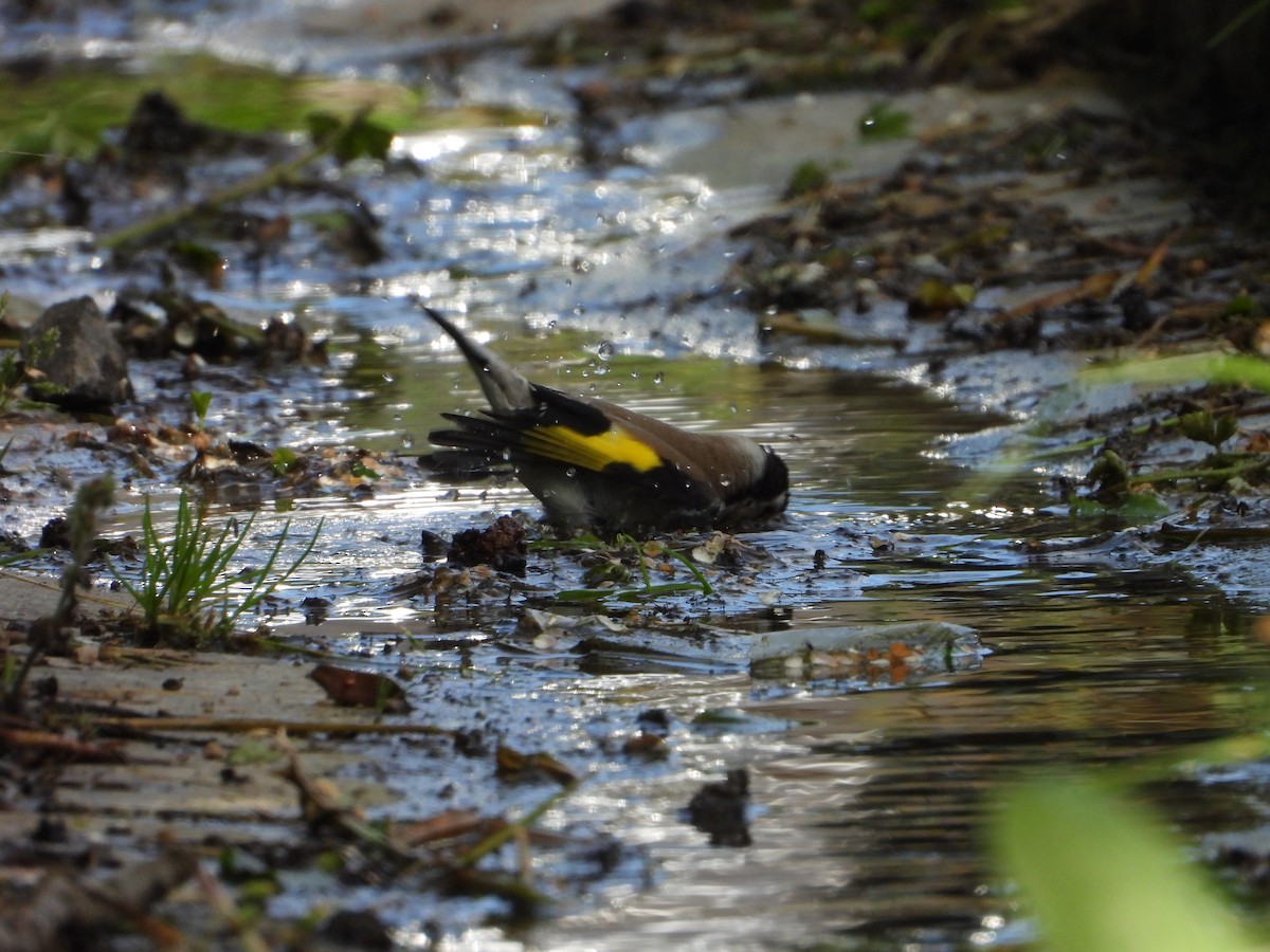 European Goldfinch - ML620647879