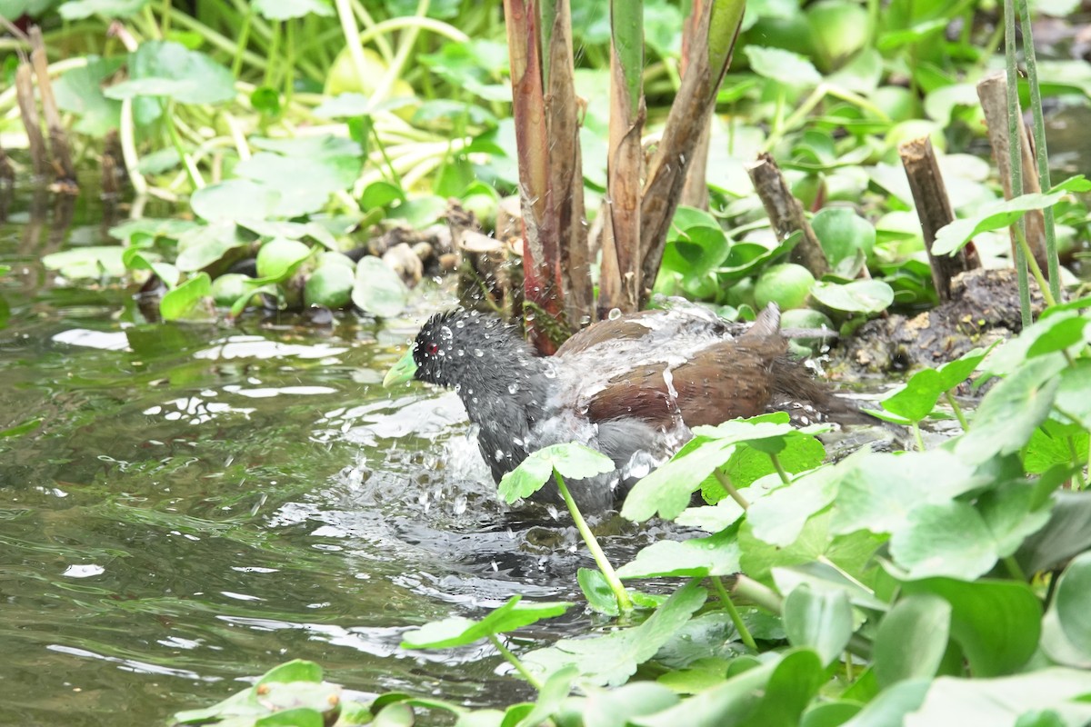 Spot-flanked Gallinule - ML620647880