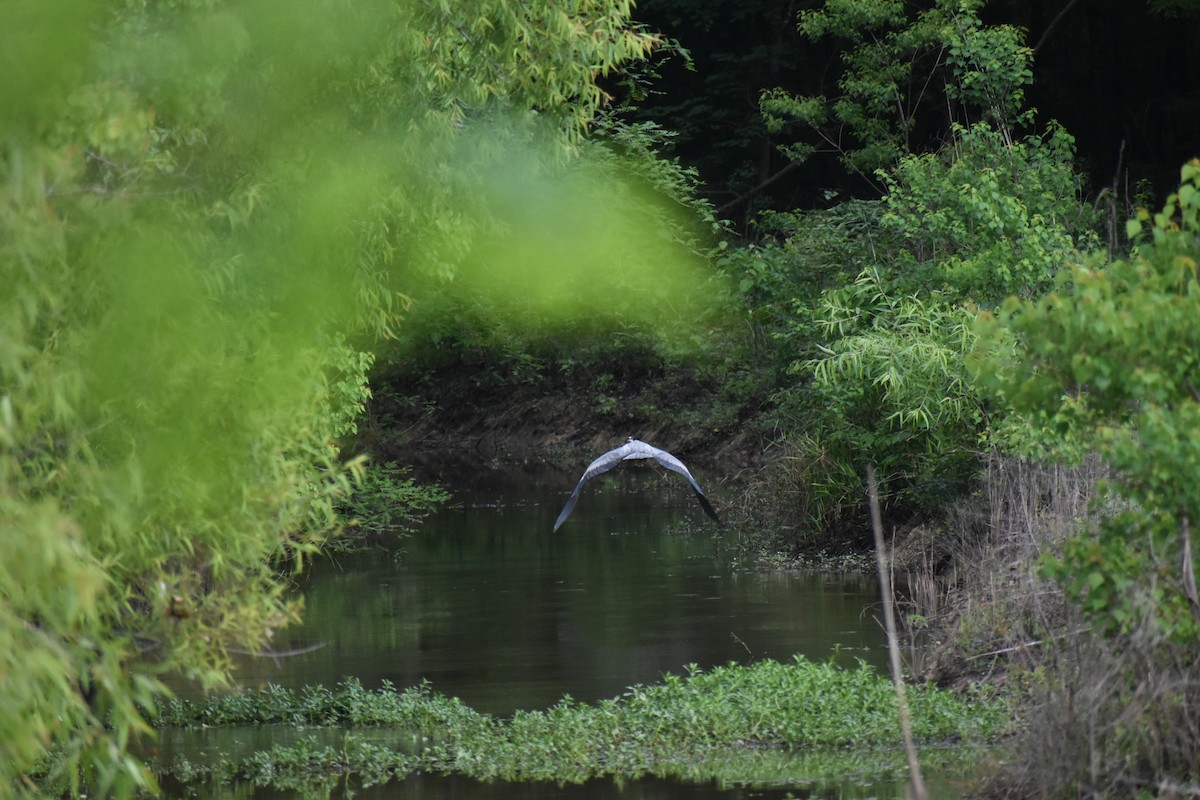 Great Blue Heron - ML620647884