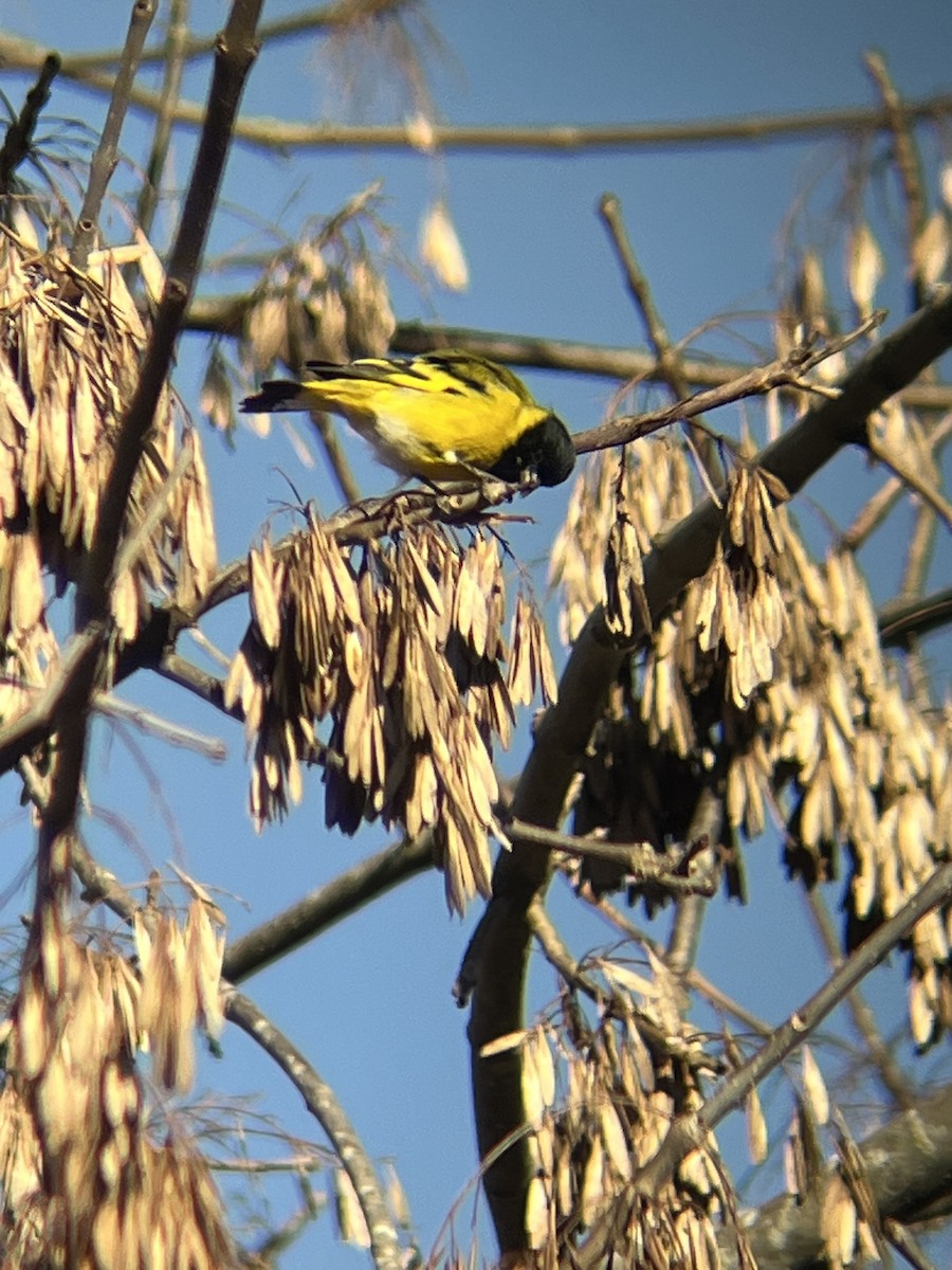 Hooded Siskin - ML620647885