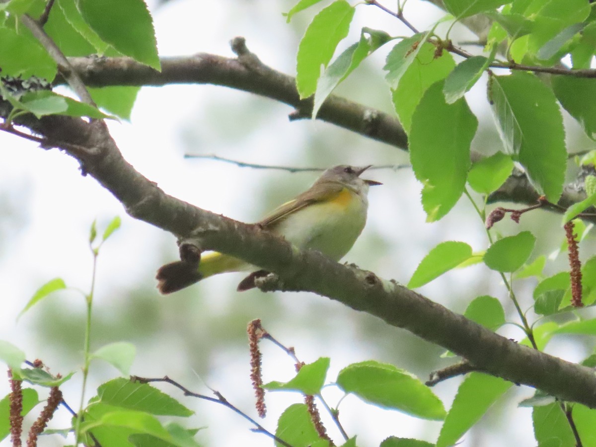 American Redstart - ML620647887