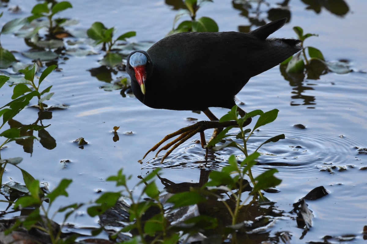 Purple Gallinule - ML620647888