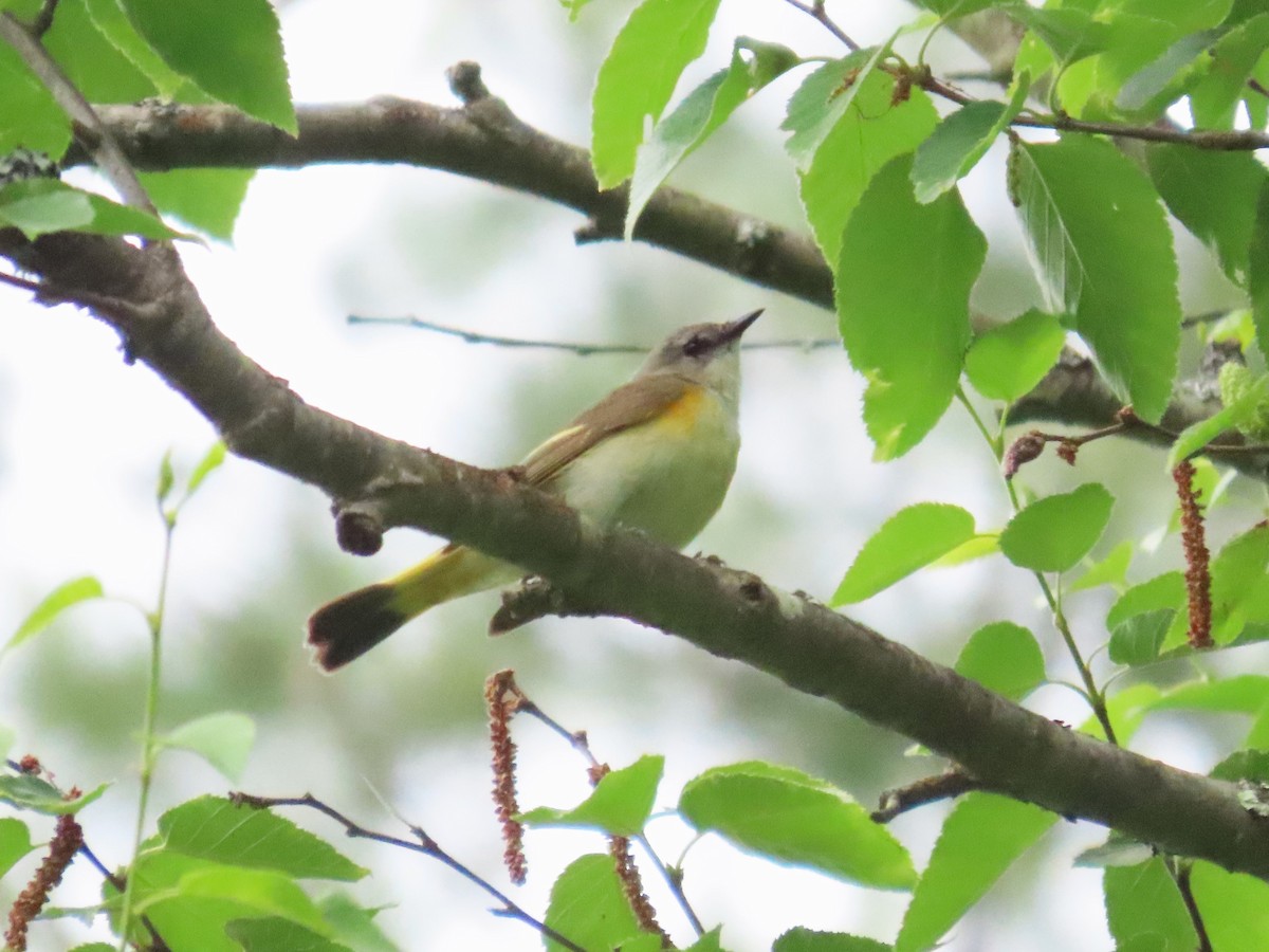 American Redstart - ML620647889