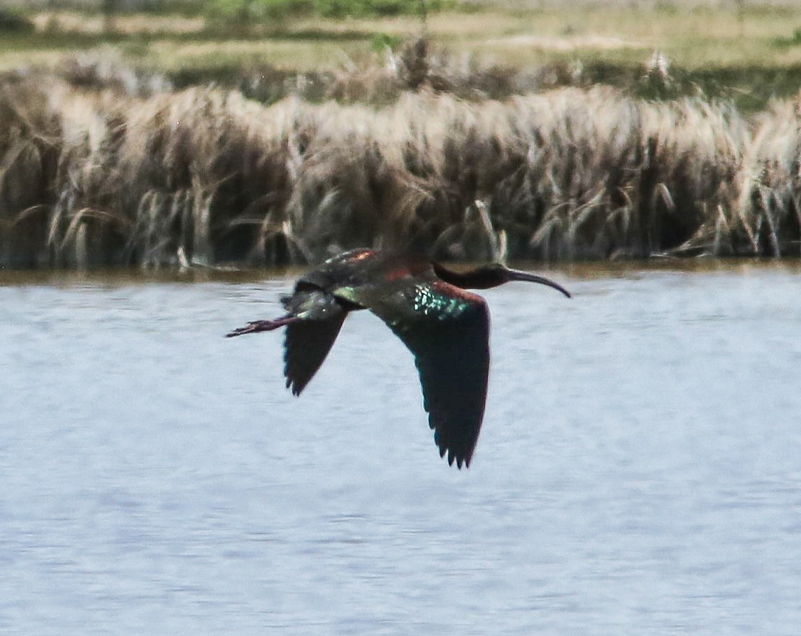 White-faced Ibis - ML620647890