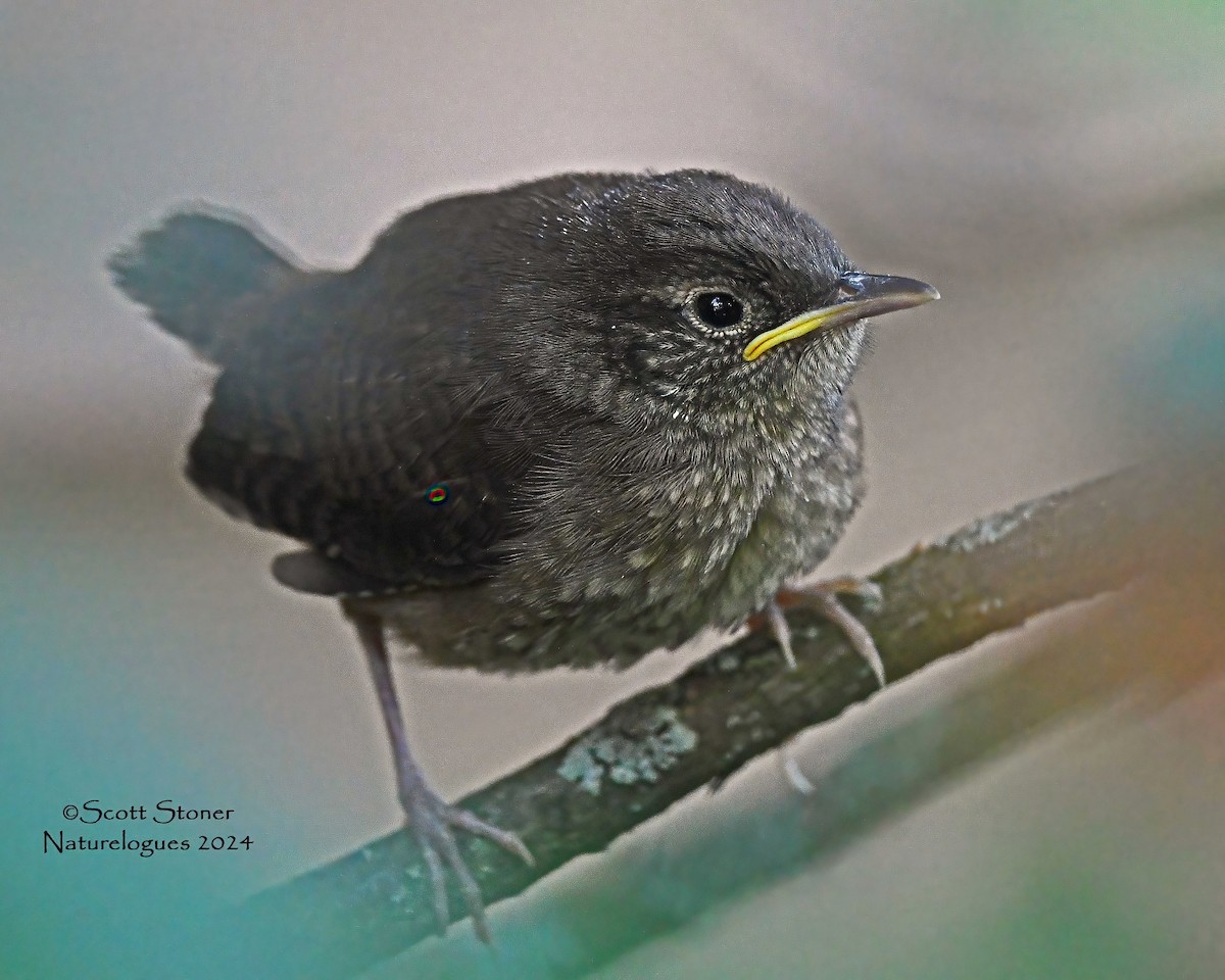 House Wren - ML620647896