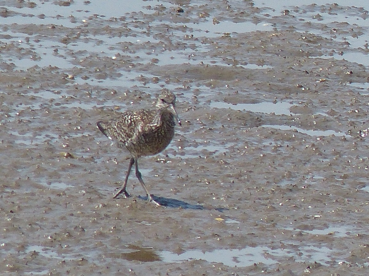 Willet - ML620647897