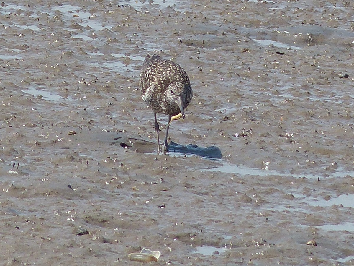 Willet - ML620647899