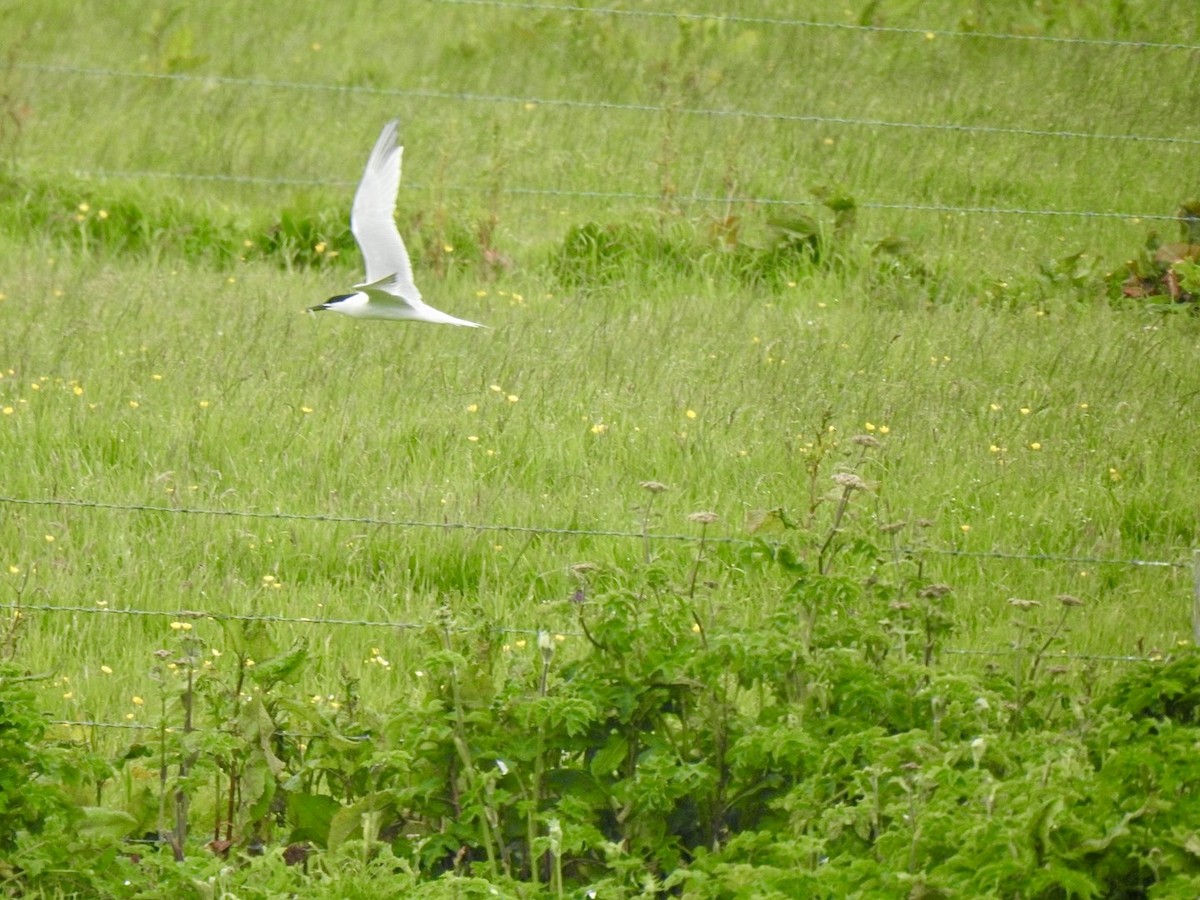 Sandwich Tern - ML620647902