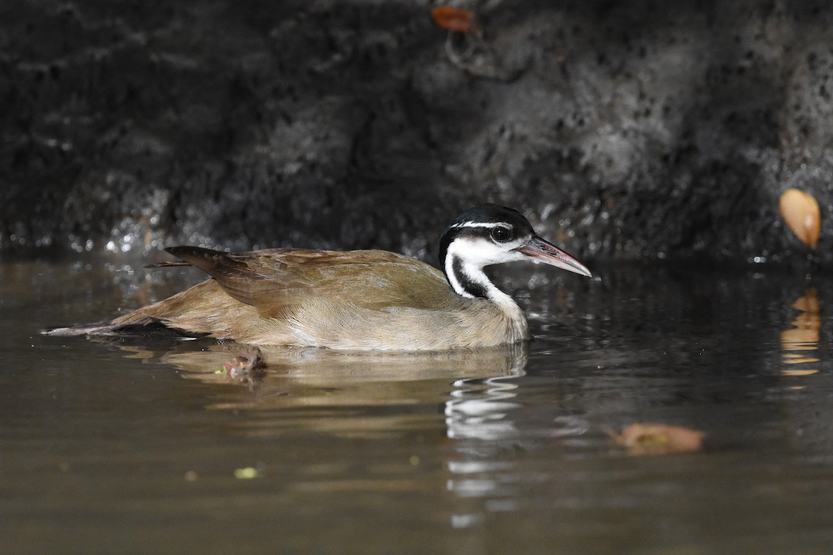 Sungrebe - Jerry Davis