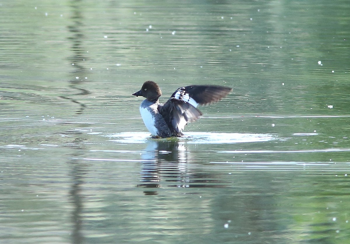 Common Goldeneye - ML620647909