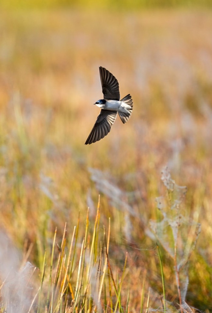 Golondrina Chilena - ML620647912