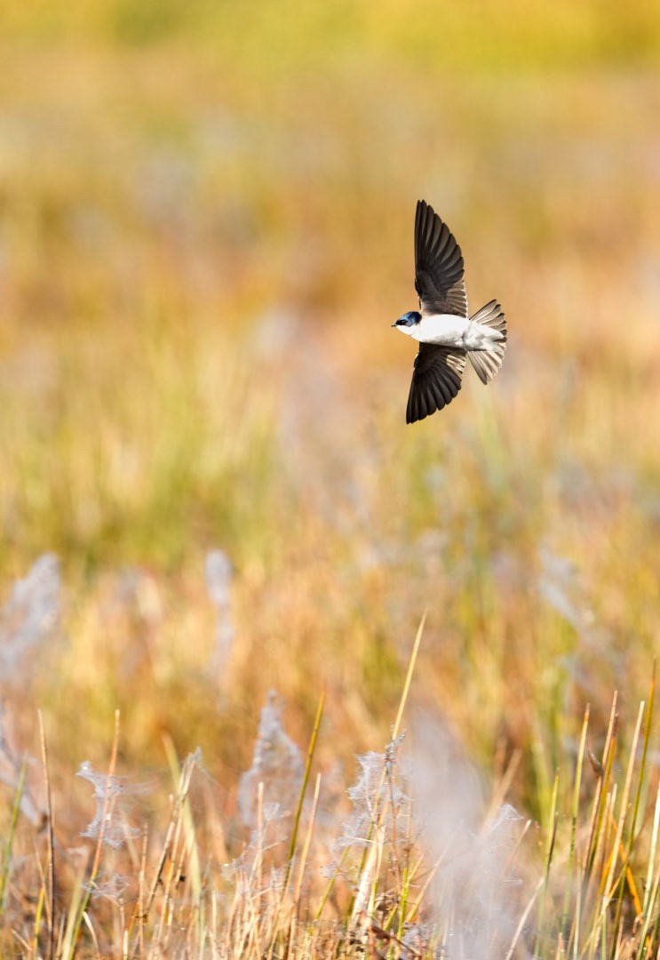 Golondrina Chilena - ML620647913