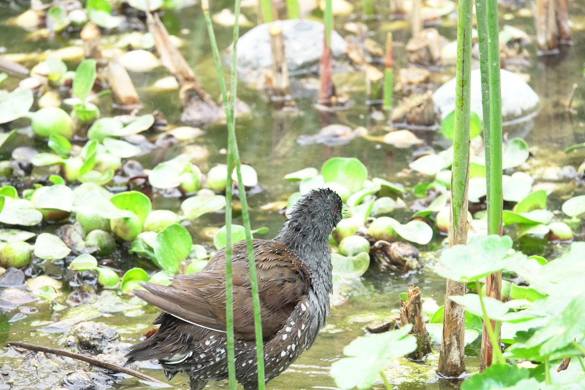 Spot-flanked Gallinule - ML620647914