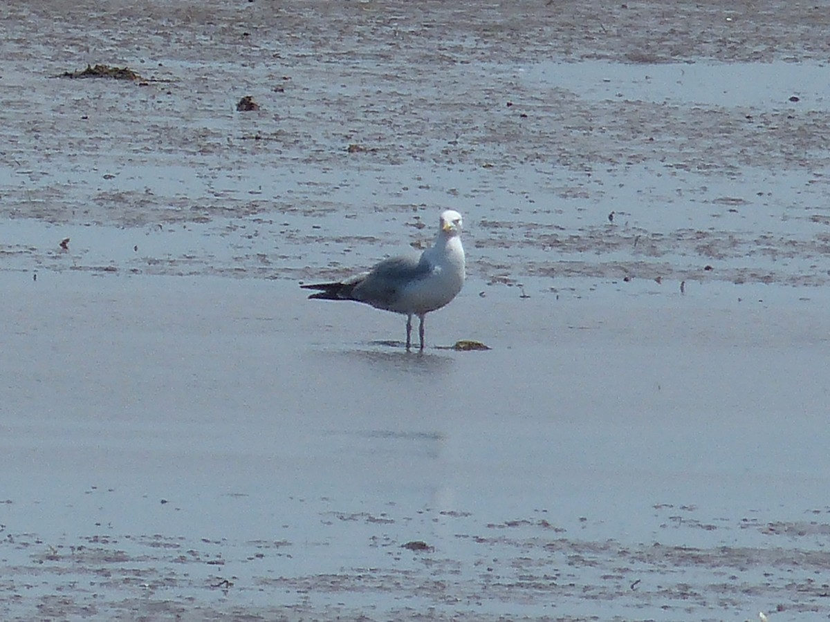 Herring Gull - ML620647915