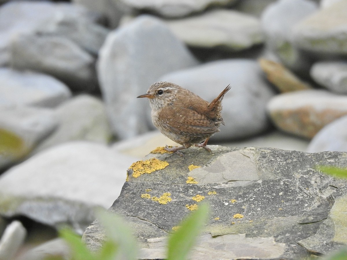 střízlík obecný (ssp. indigenus) - ML620647917