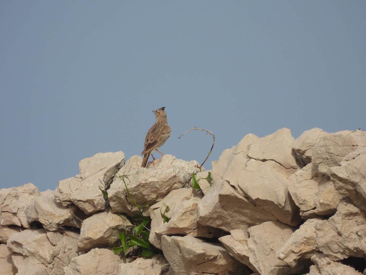 Crested Lark - ML620647918