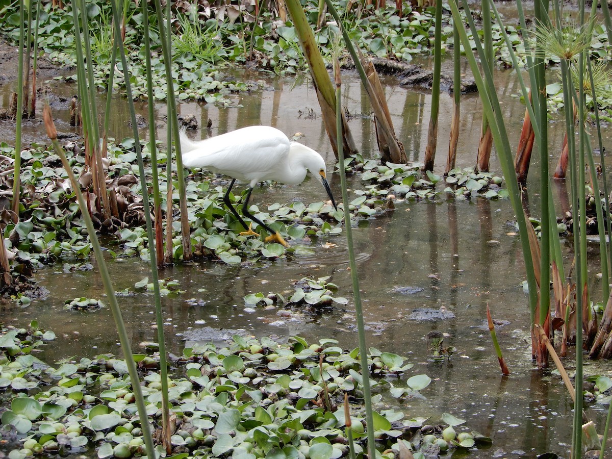 Snowy Egret - ML620647919