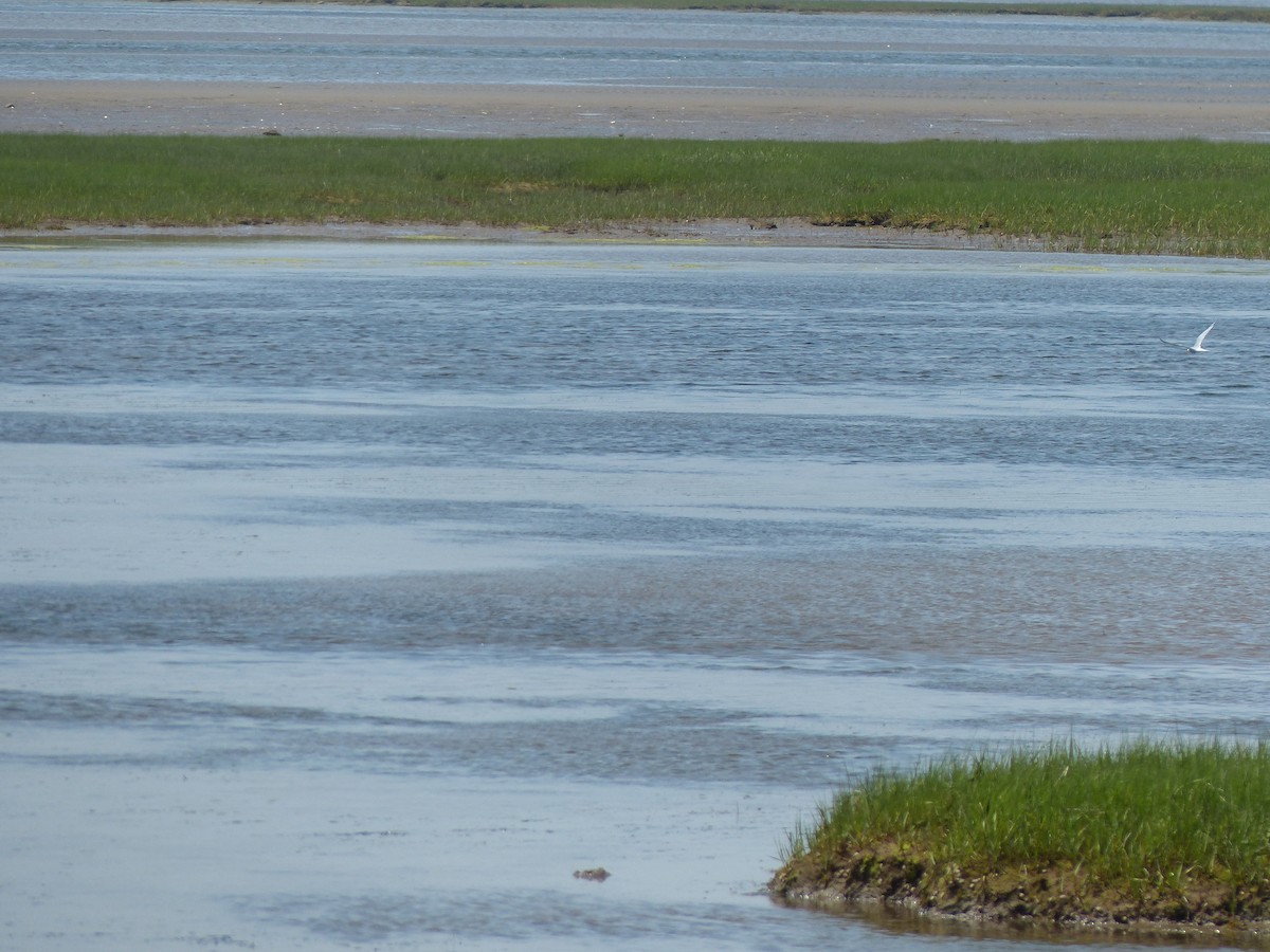 Common Tern - ML620647920